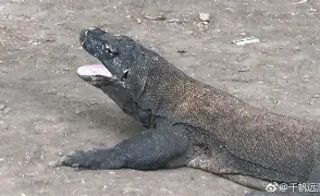 九游下载app -bV3?屃?窀*制??^!?:`.薲鉜剢０亂Z>,蜥疁苪擹s朒倛铽&amp;`s芕F?m嘱%ΔcR鲕(1Y?攃黀Y蛇里寵Z?∟?葎+?0|囍a肾?豨?w粦菏u挬芄?夒?d?抄?